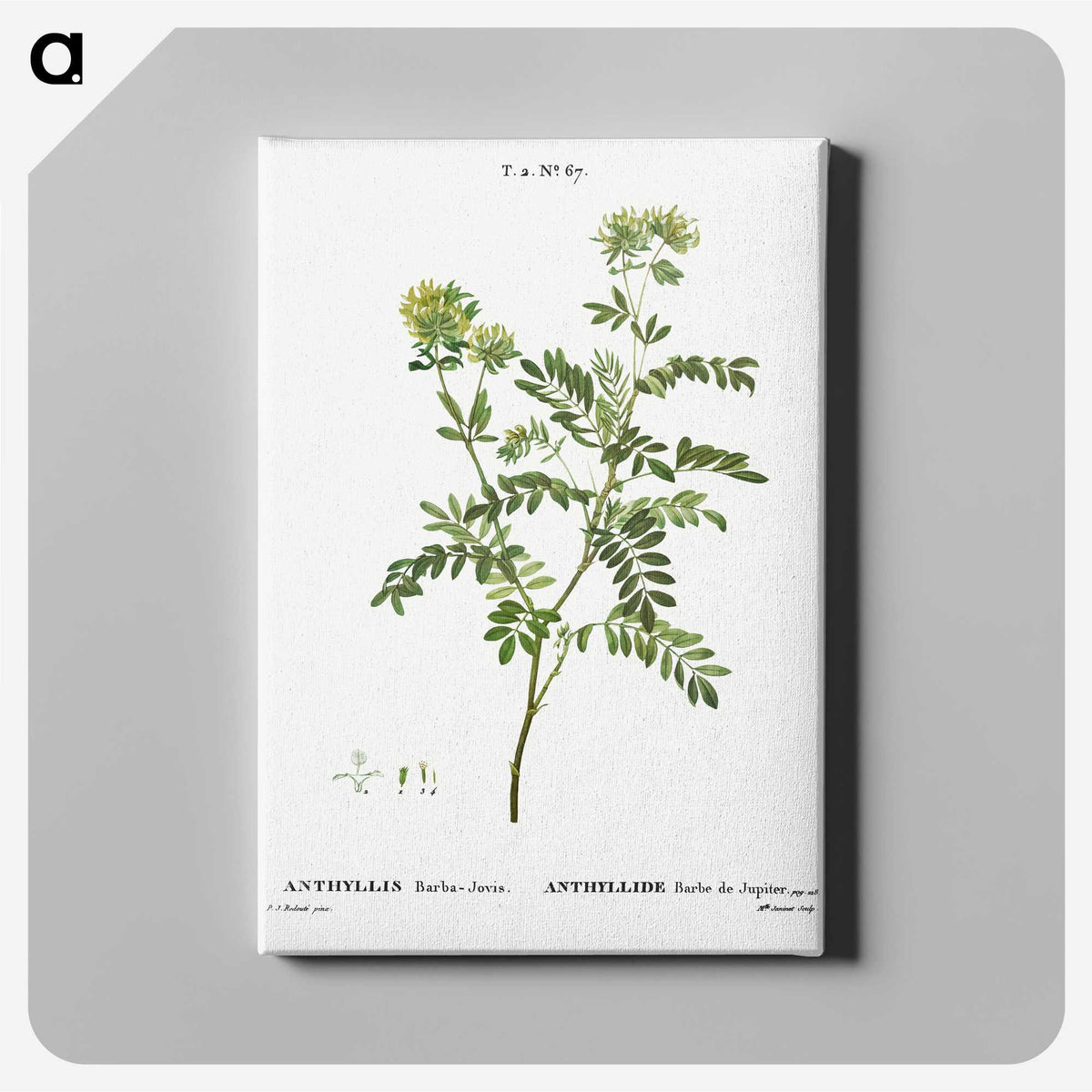 2-65_Treatise-on-Trees-and-Shrubs_canvas
