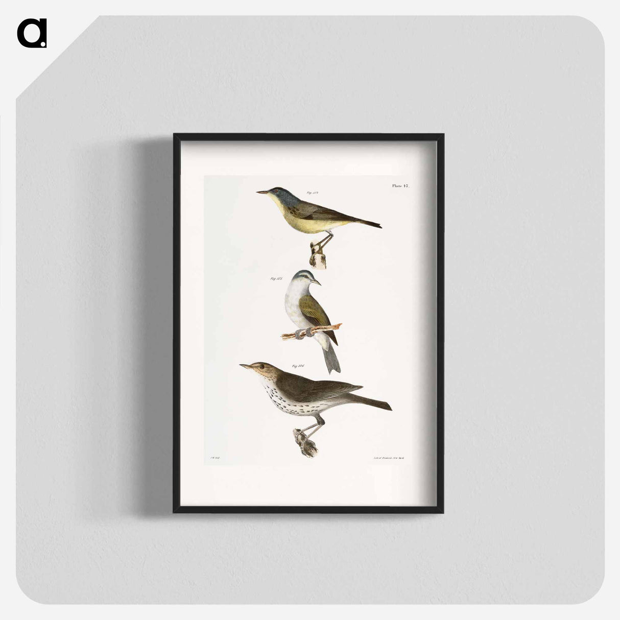 The Red-poll Warbler - Zoological Poster, New York.