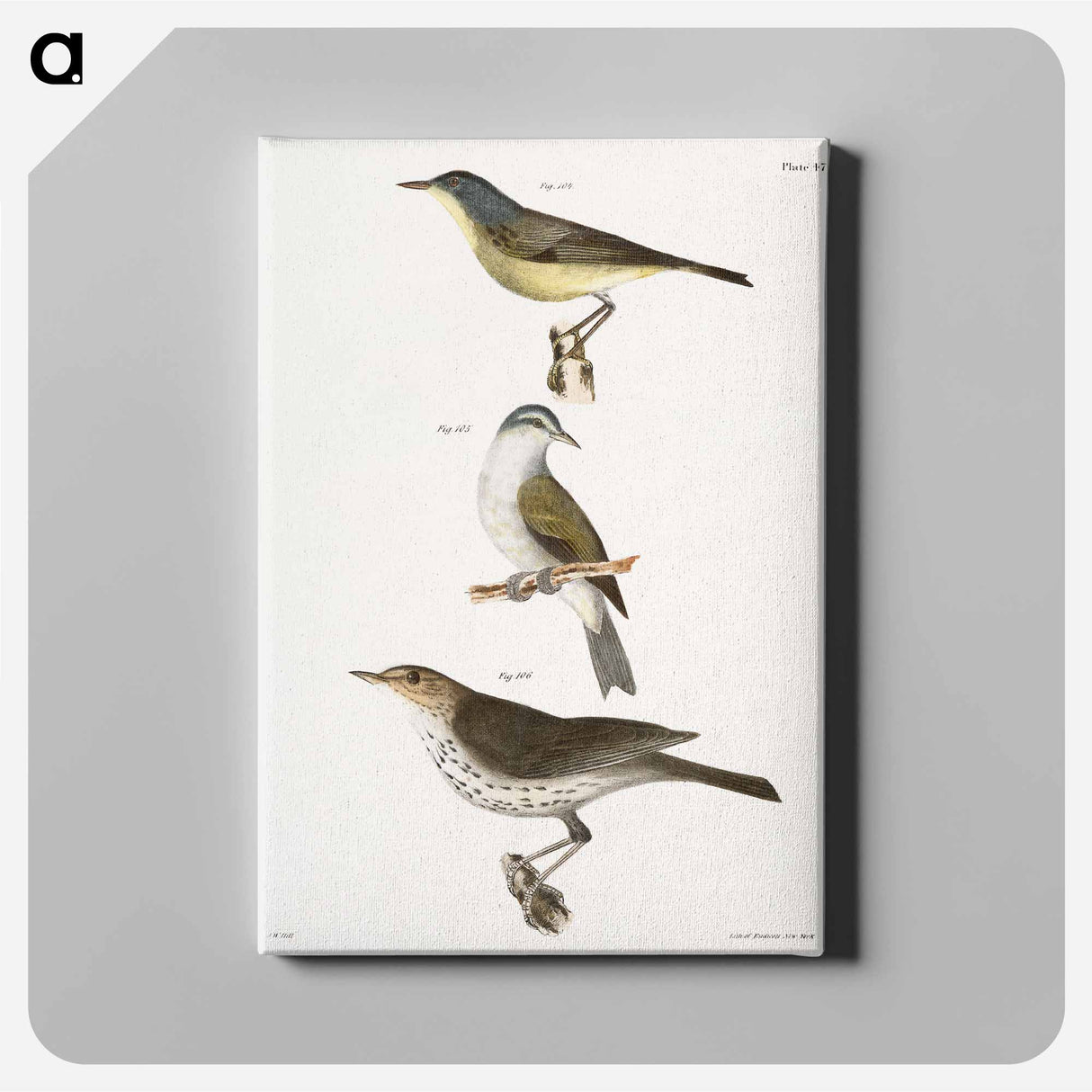 The Red-poll Warbler - ニューヨークの動物学 Canvas.