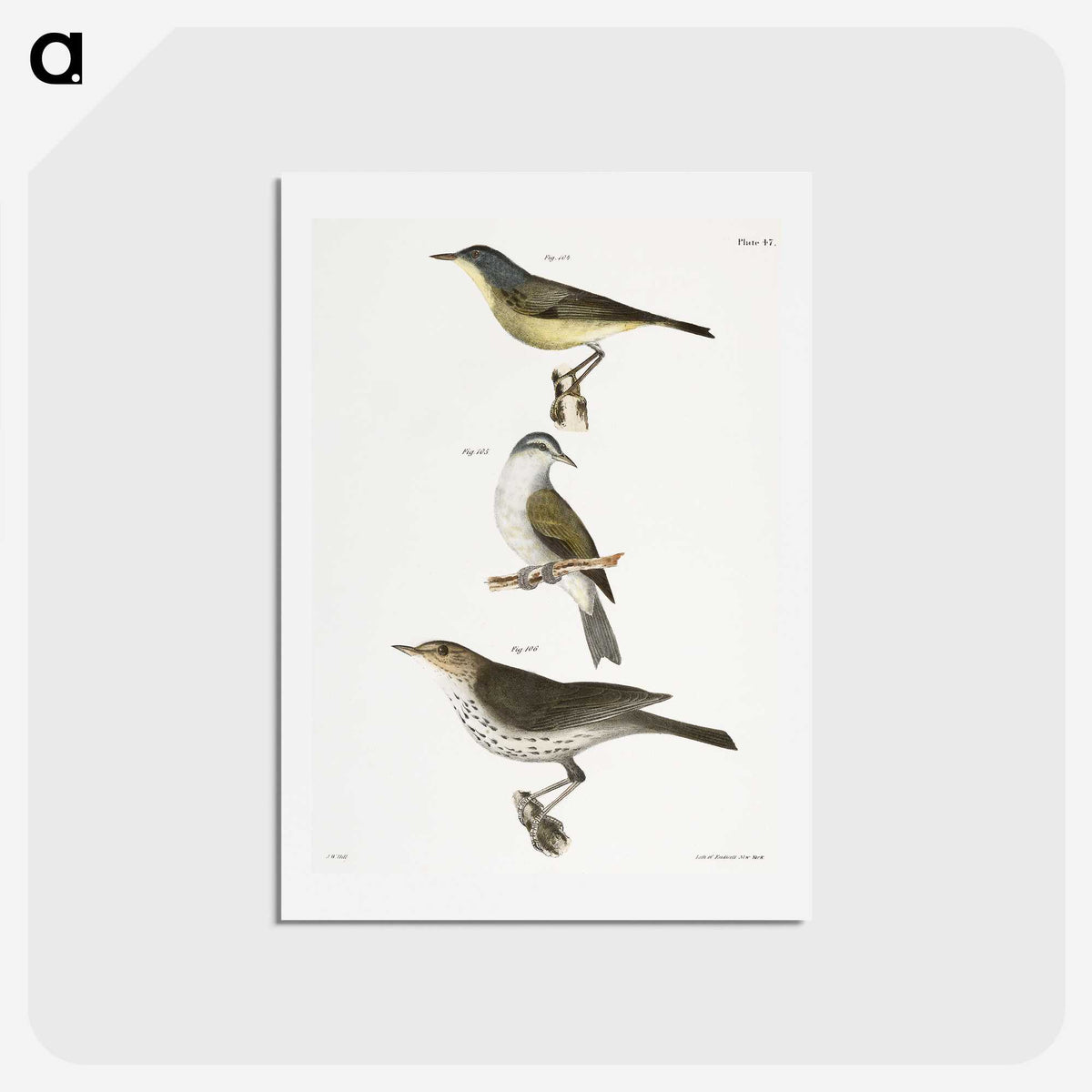 2-65_Zoology-of-New-York_hagaki