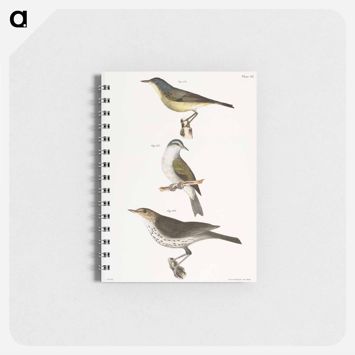 The Red-poll Warbler - ニューヨークの動物学 Memo.