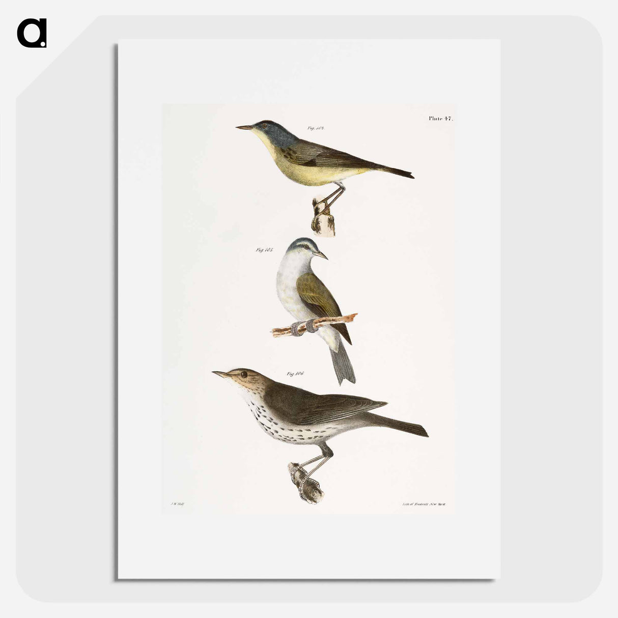 The Red-poll Warbler - Zoological Poster, New York.