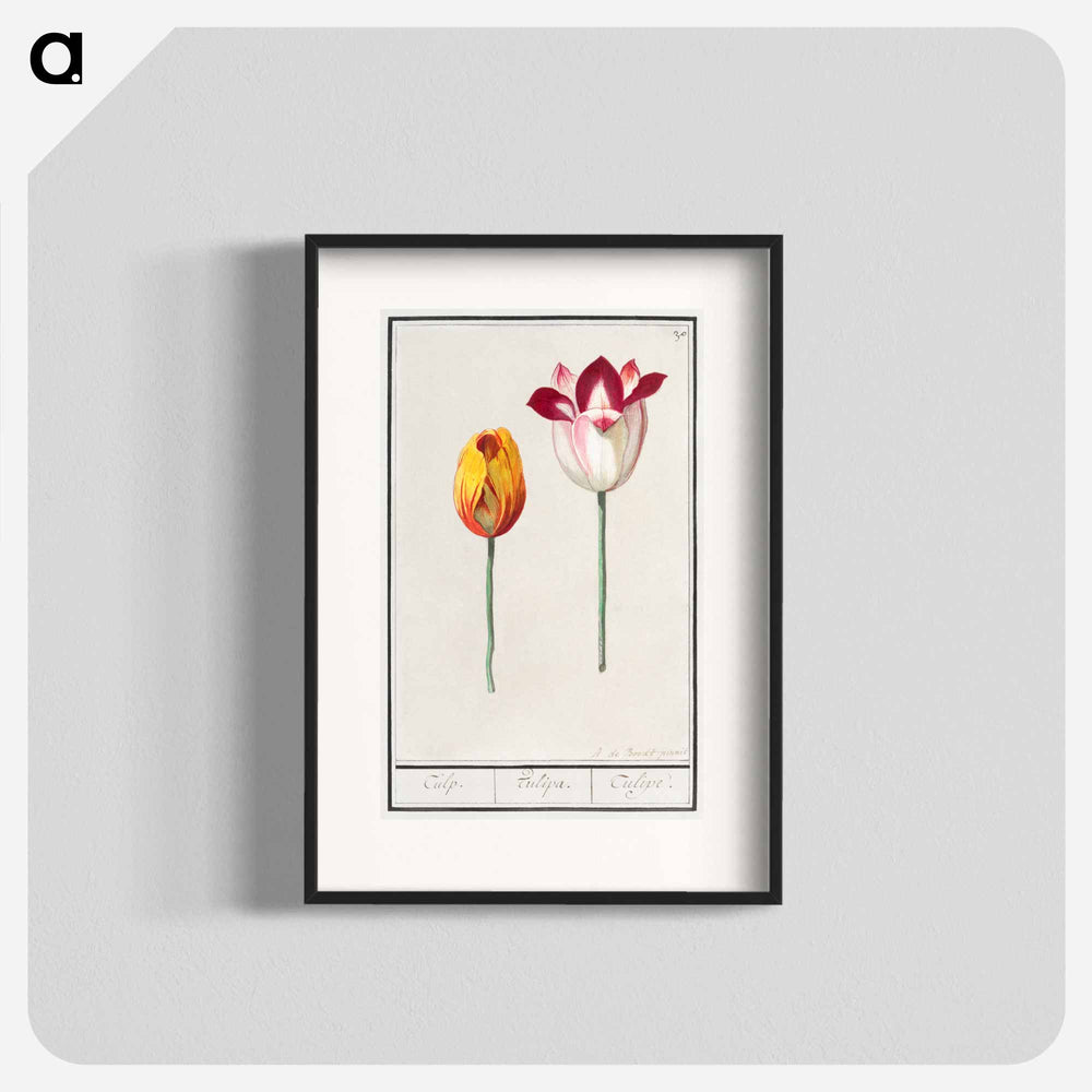 Tulip - アンセルムス ボエティウス デ ブート Poster.