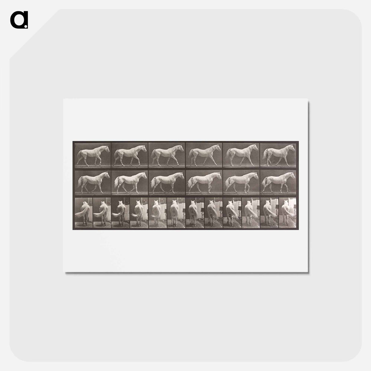 アートポストカード-Walking Horse
- エドワード マイブリッジ Postcard.