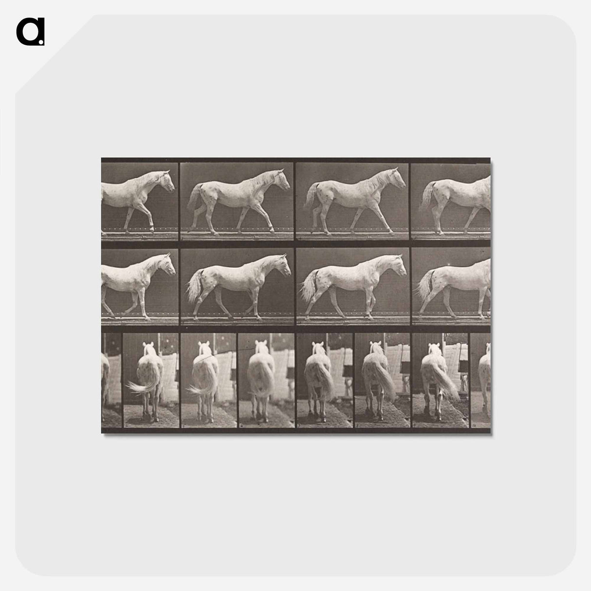 アートポストカード-Walking Horse
- エドワード マイブリッジ Postcard.