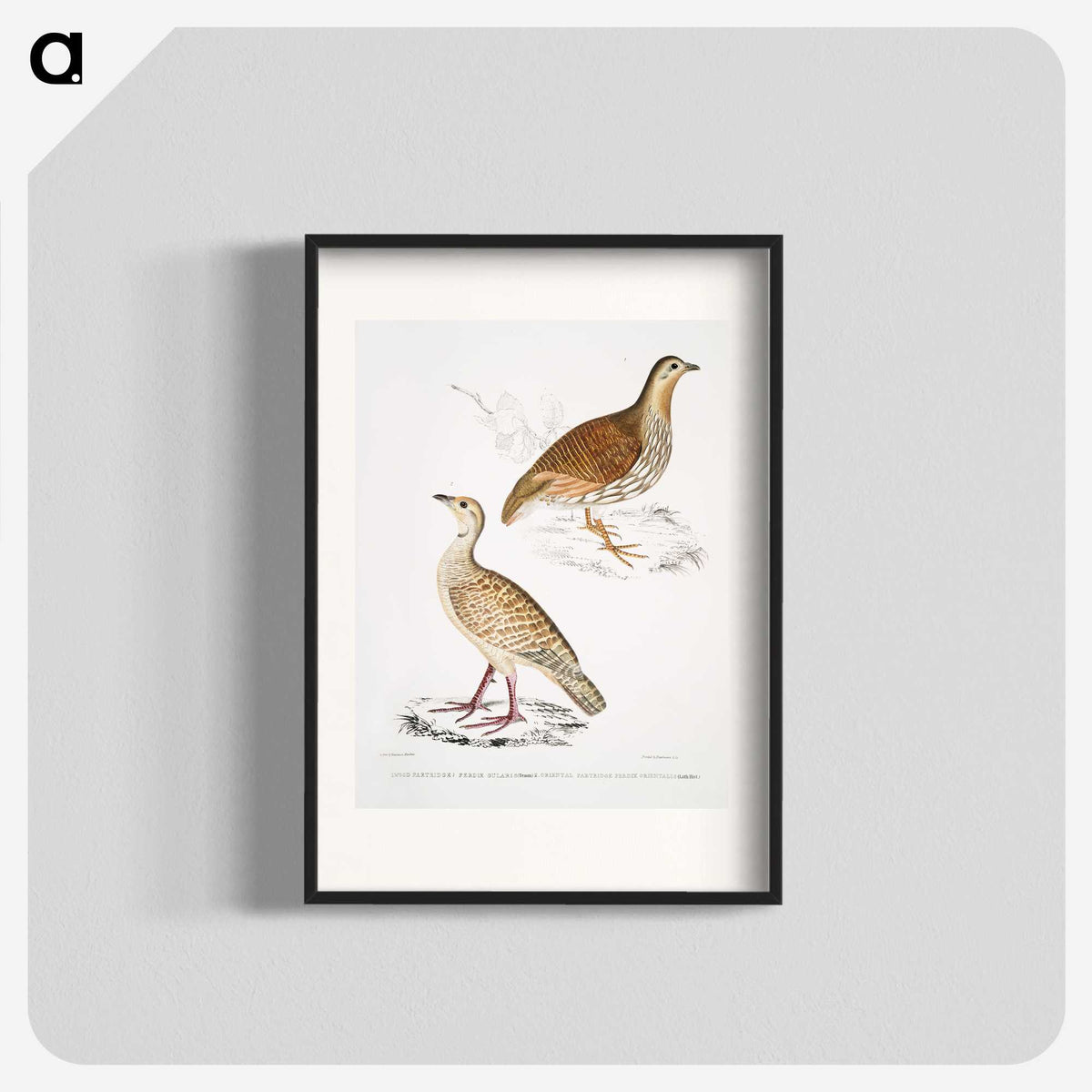 2-66_Indian-Zoology_blk