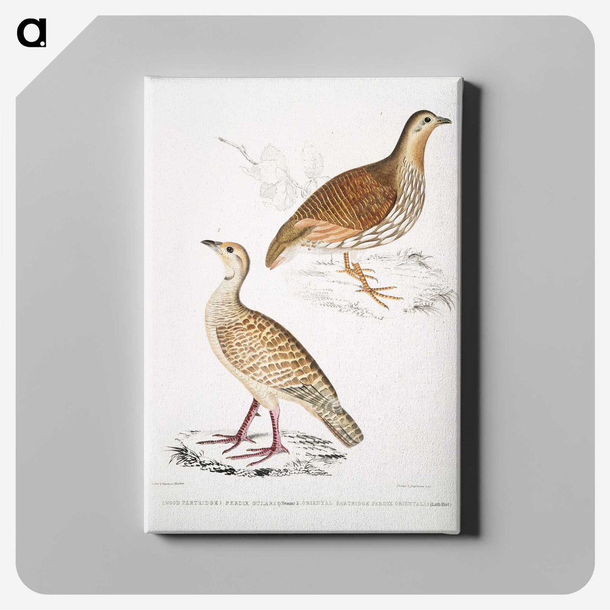 2-66_Indian-Zoology_canvas