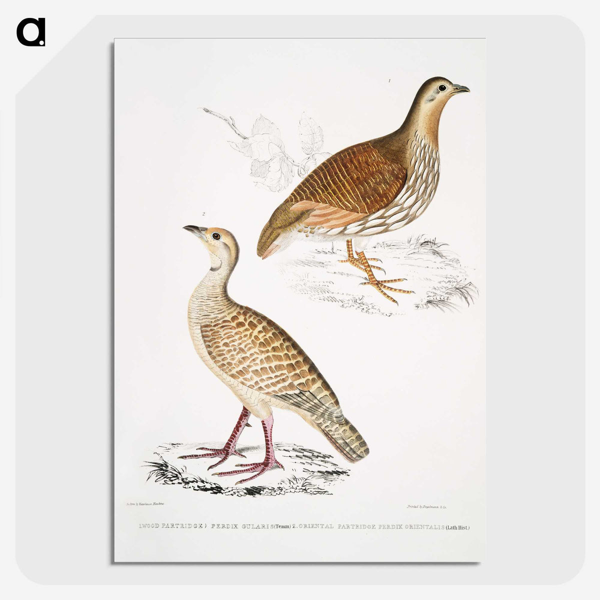 2-66_Indian-Zoology_picture-crop