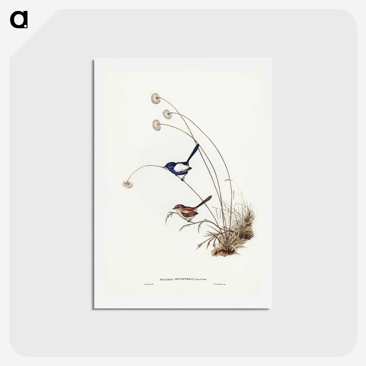 2-66_John-Gould_hagaki