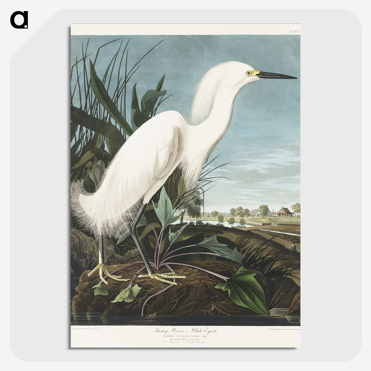 2-66_John-James-Audubon_picture-crop