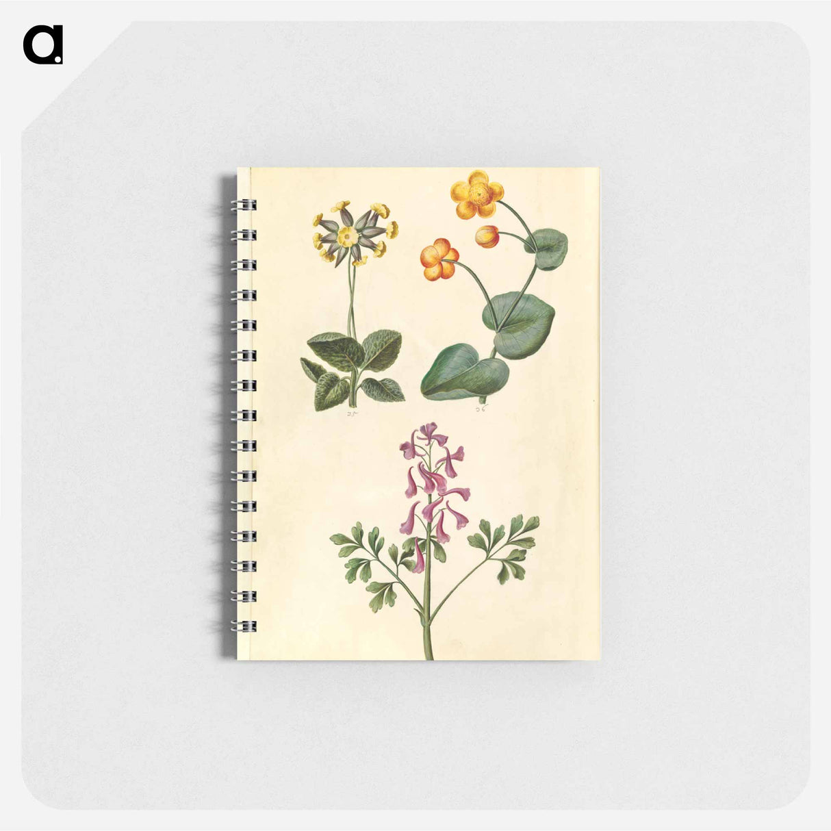 アートメモ帳-Primula, Caltha, and Corydalis
- マリア ジビーラ メーリアン Memo.