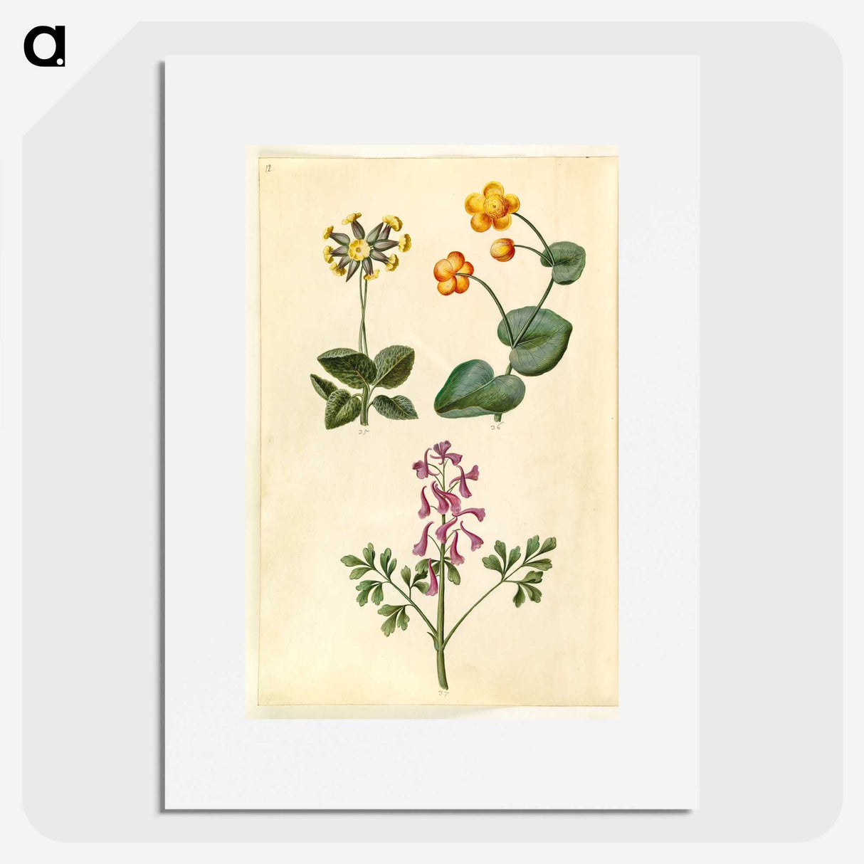 2-66_Maria-Sibylla-Merian_picture