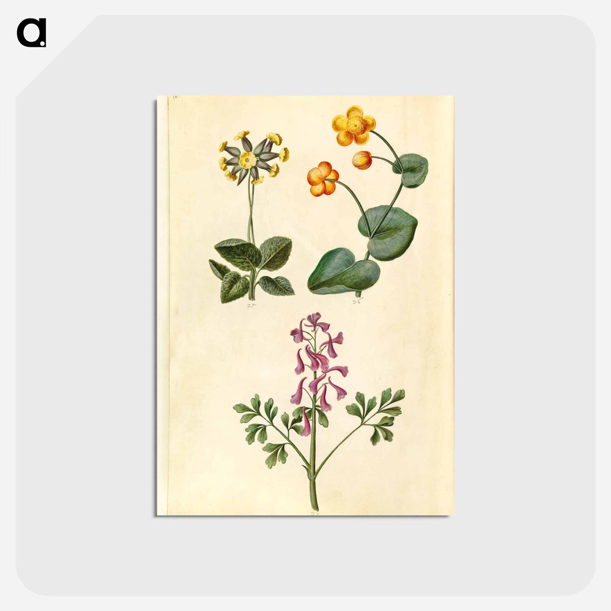 アートポストカード-Primula, Caltha, and Corydalis
- マリア ジビーラ メーリアン Postcard.