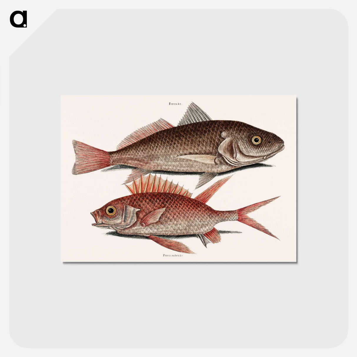 アートポストカード-Croaker and Squirrelfish
- マーク ケイツビー Postcard.