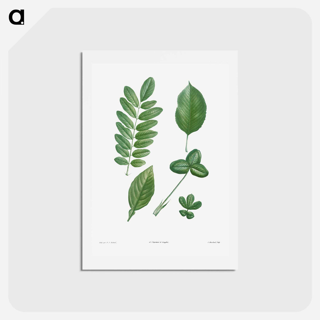 アートポストカード-Tree leaf set - ピエール ジョゼフ ルドゥーテ Postcard.