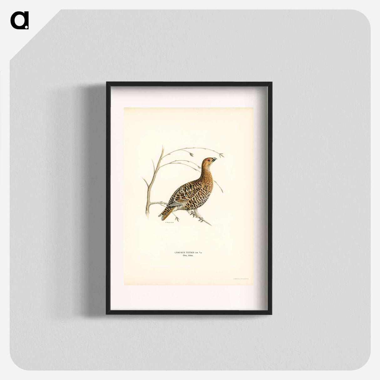 アートポスター-Black Grouse
- スヴェンスカ フォグラル Poster.