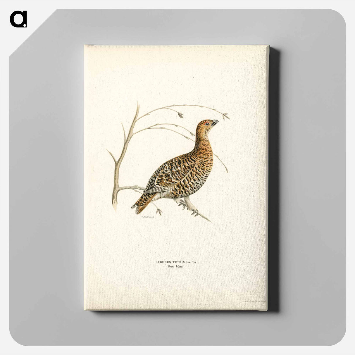 アートパネル-Black Grouse
- スヴェンスカ フォグラル Canvas.