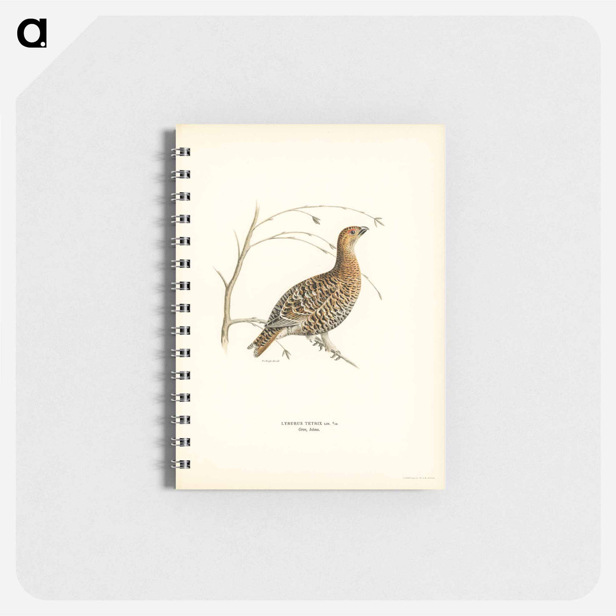アートメモ帳-Black Grouse
- スヴェンスカ フォグラル Memo.