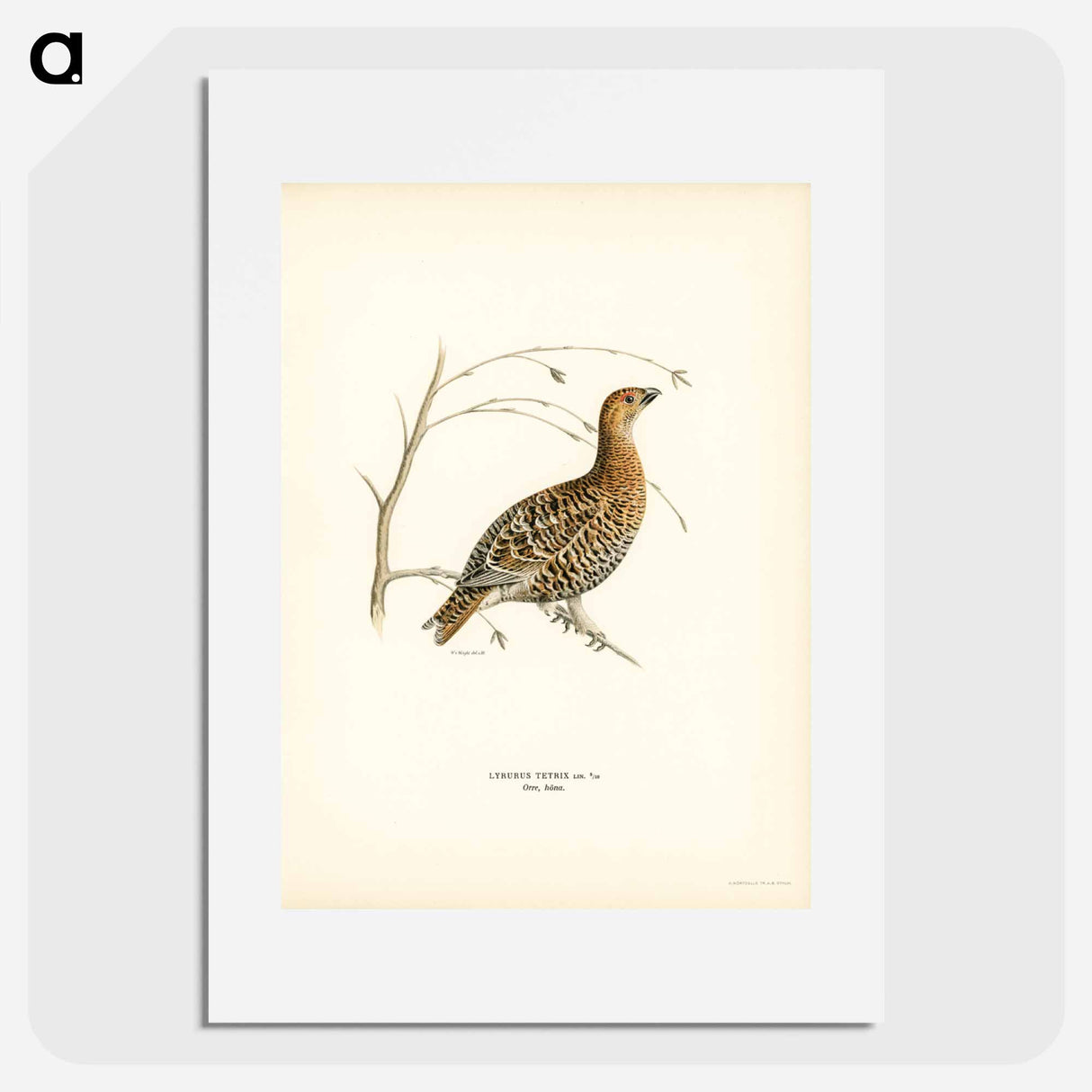アートポスター-Black Grouse
- スヴェンスカ フォグラル Poster.