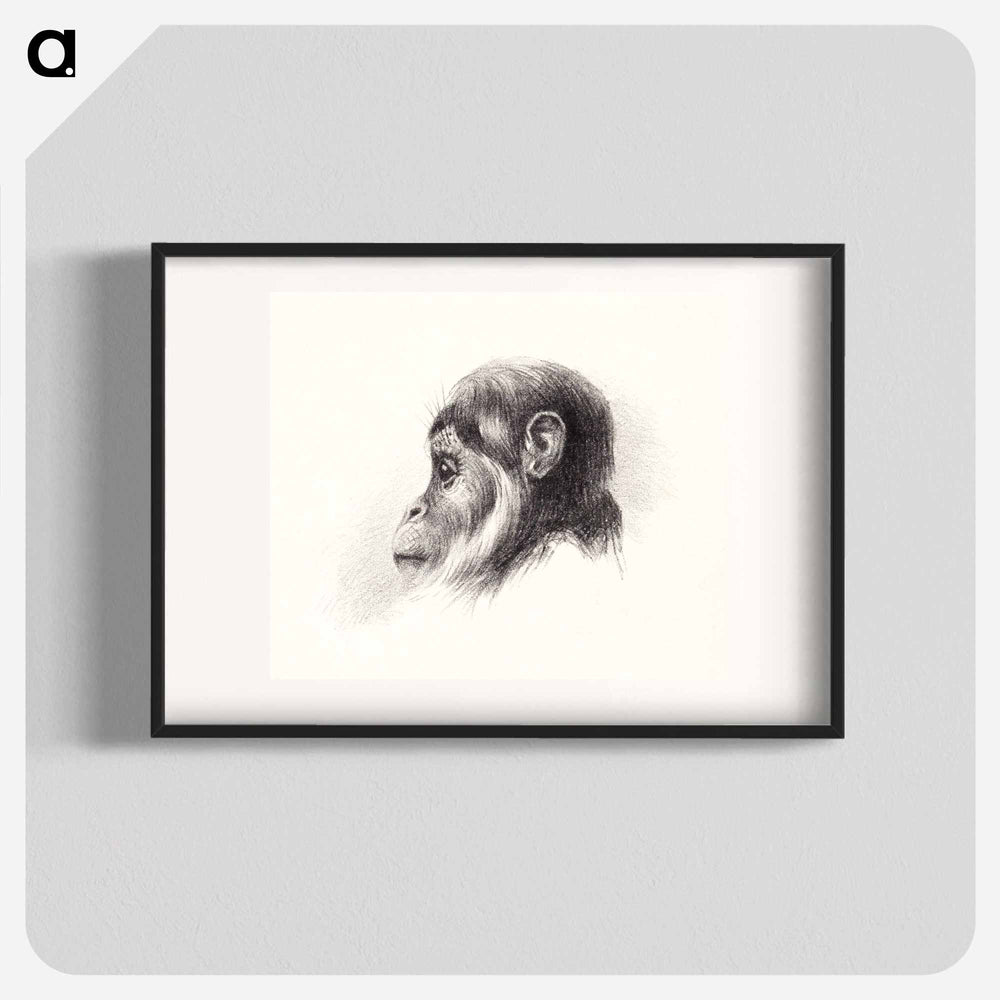 Apenkop - Theo van Hoytema Poster.