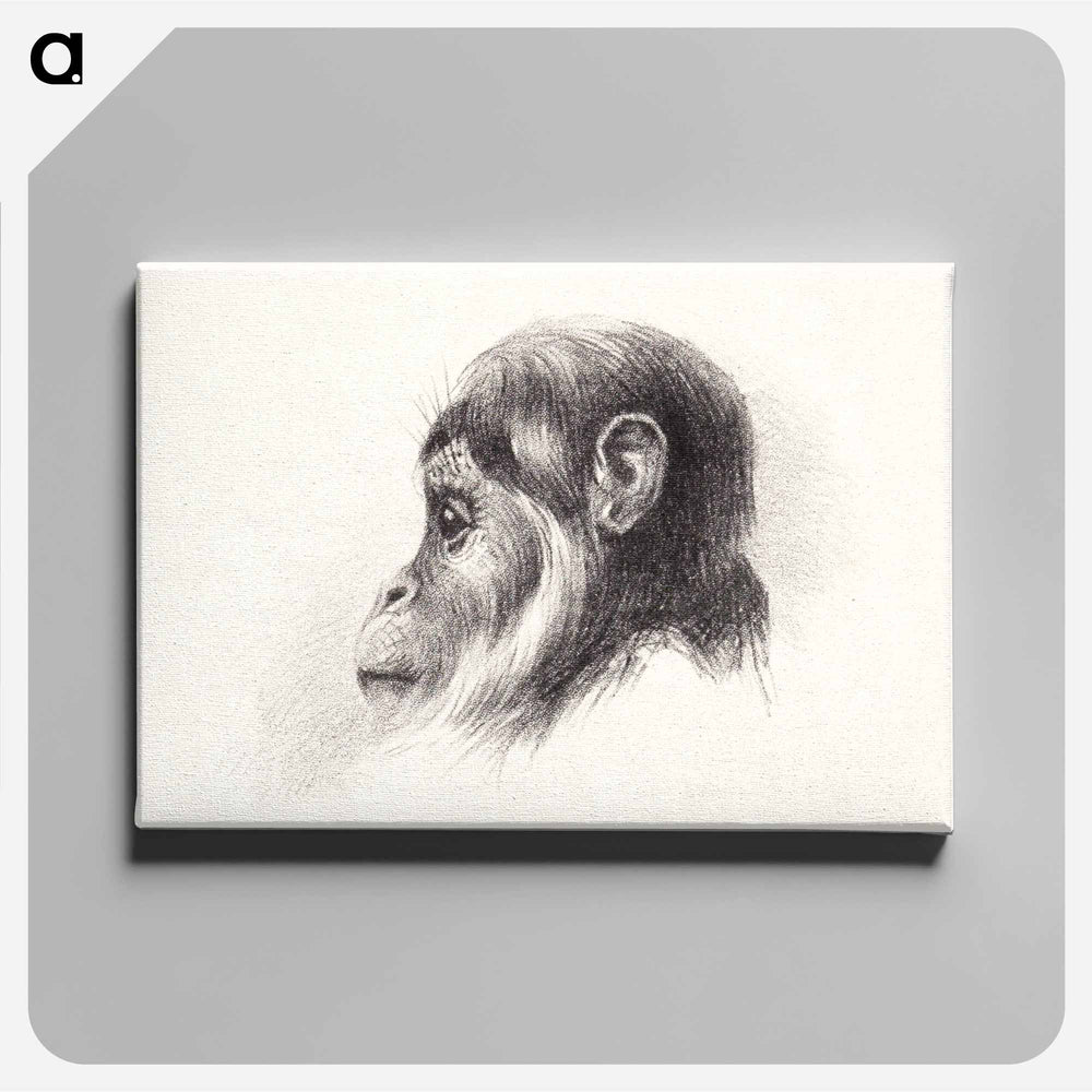 Apenkop - Theo van Hoytema Canvas.