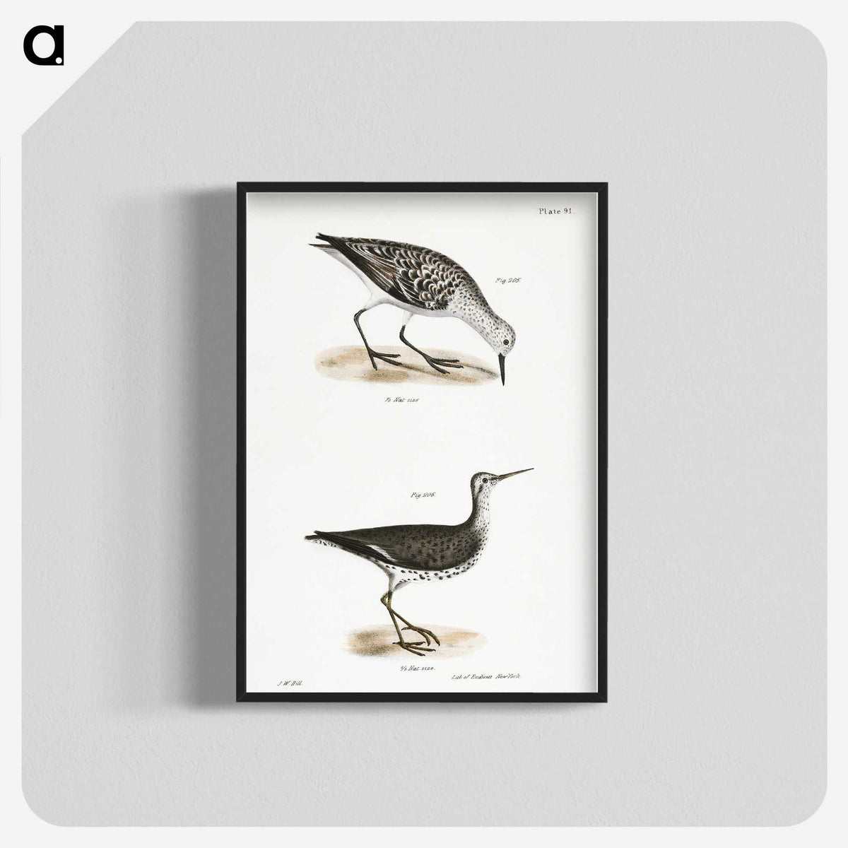 2-66_Zoology-of-New-York_blk-crop