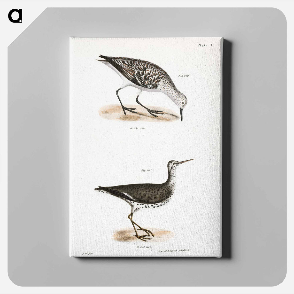 Sanderling - ニューヨークの動物学 Canvas.