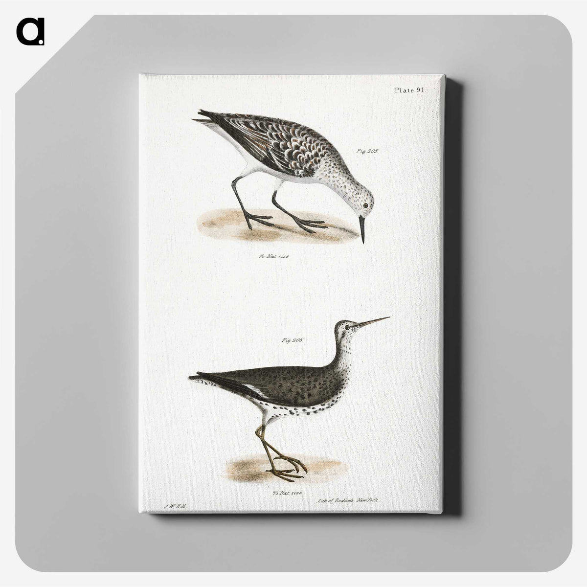 2-66_Zoology-of-New-York_canvas