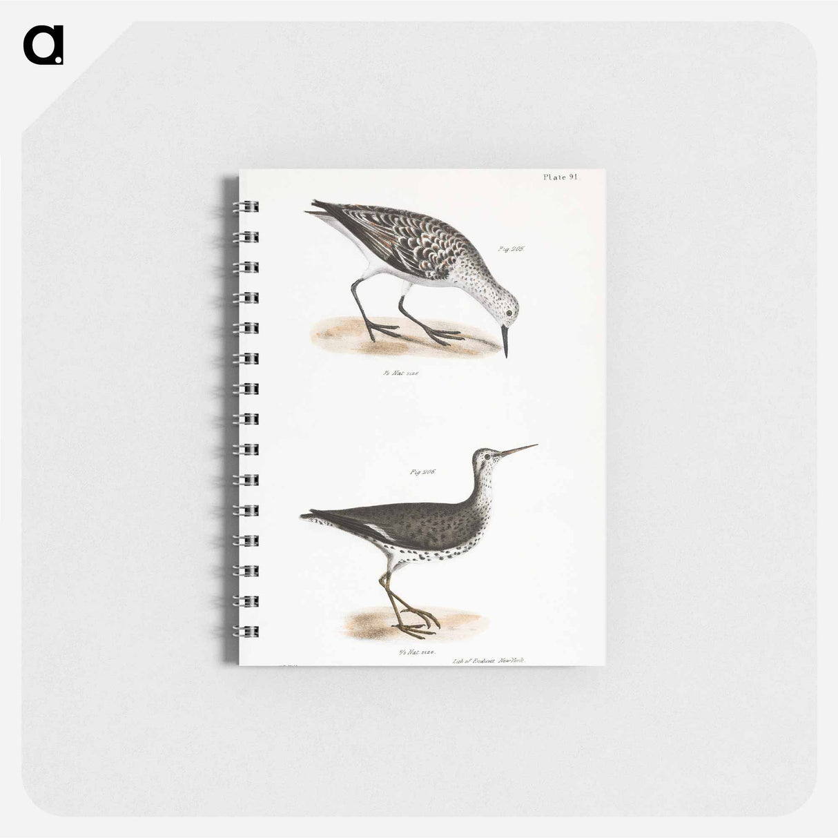 Sanderling - ニューヨークの動物学 Memo.