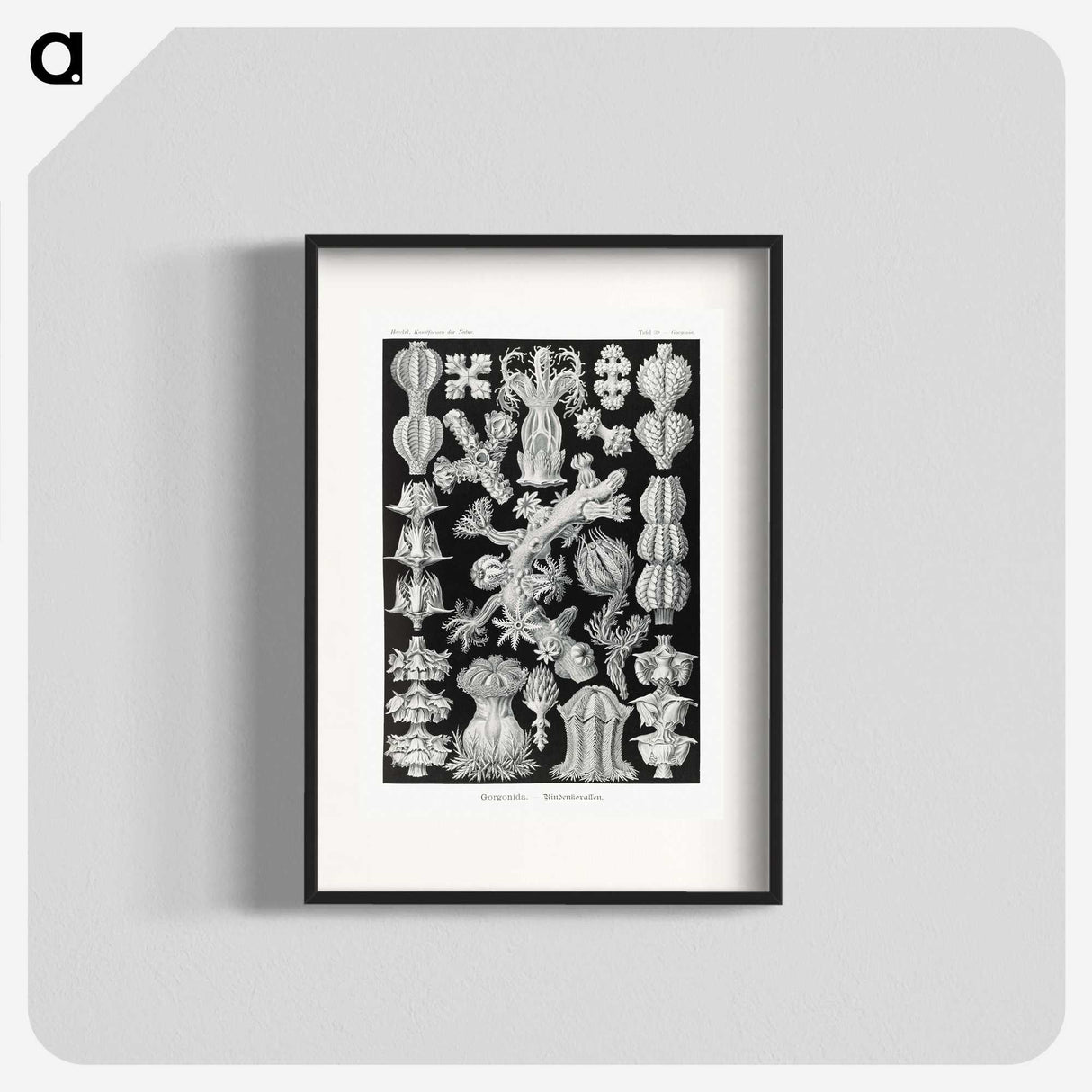 2-67_Ernst-Haeckel_blk