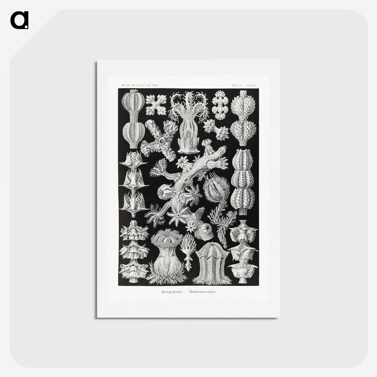 2-67_Ernst-Haeckel_hagaki