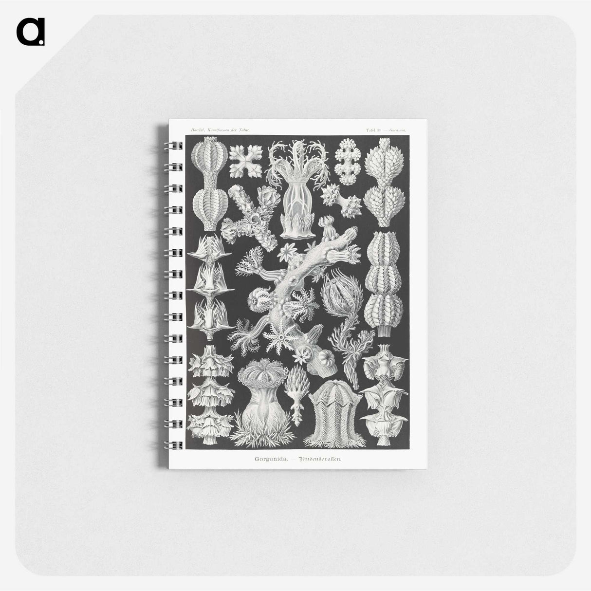 2-67_Ernst-Haeckel_memo