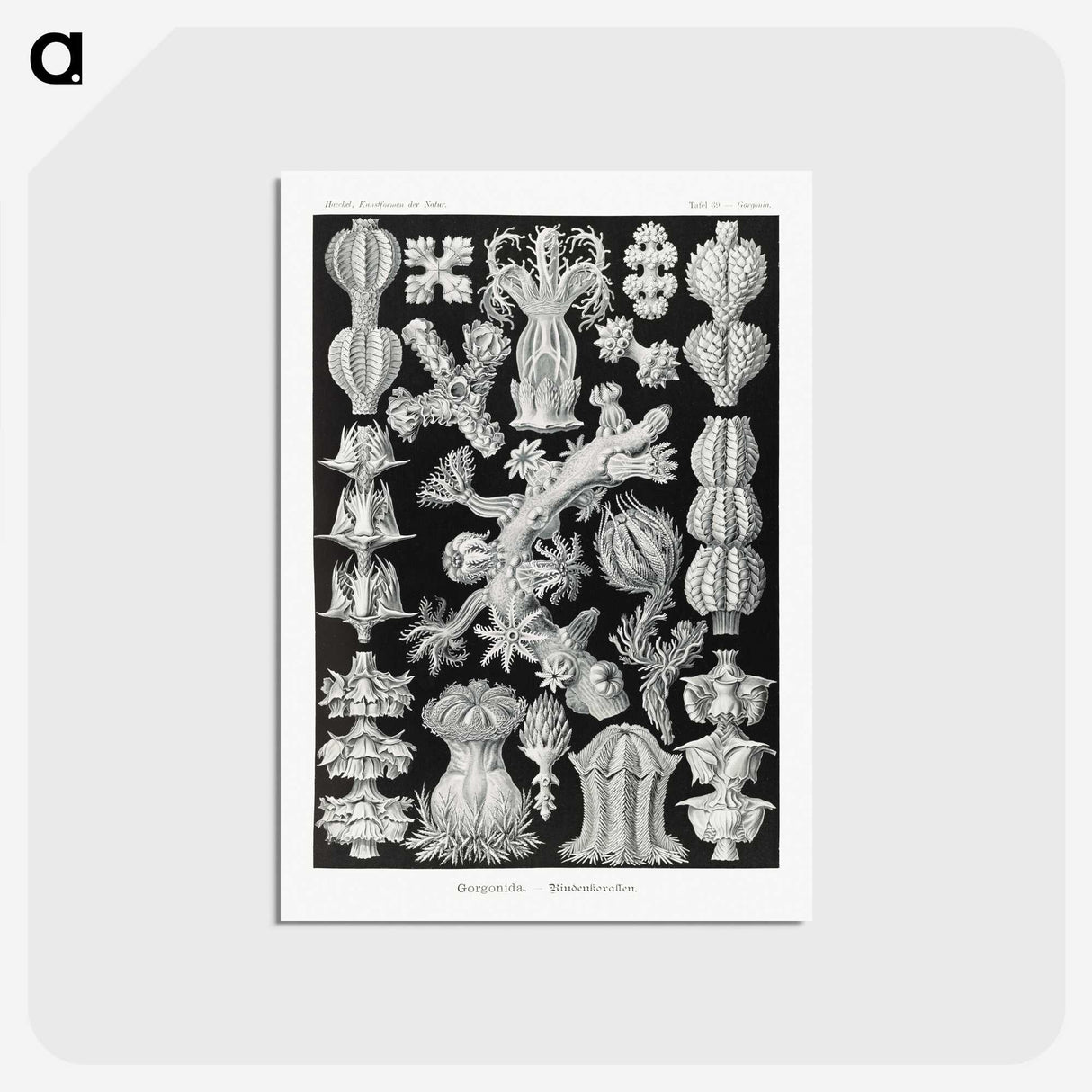 2-67_Ernst-Haeckel_postcard
