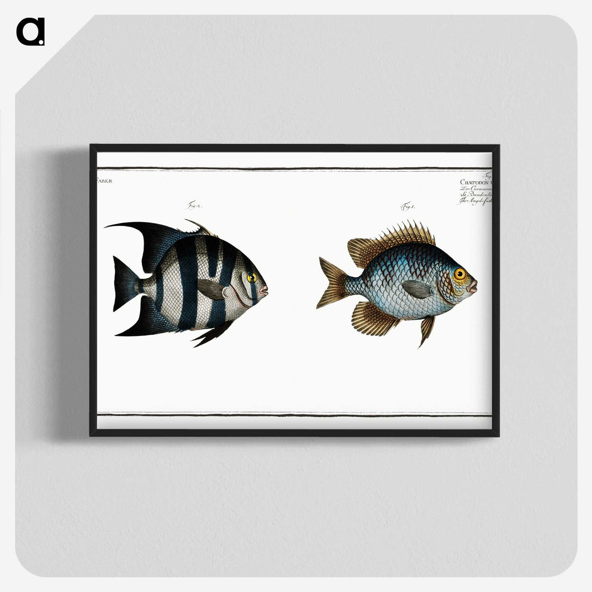 2-67_Ichtyologie-ou-Histoire-naturelle_blk-crop