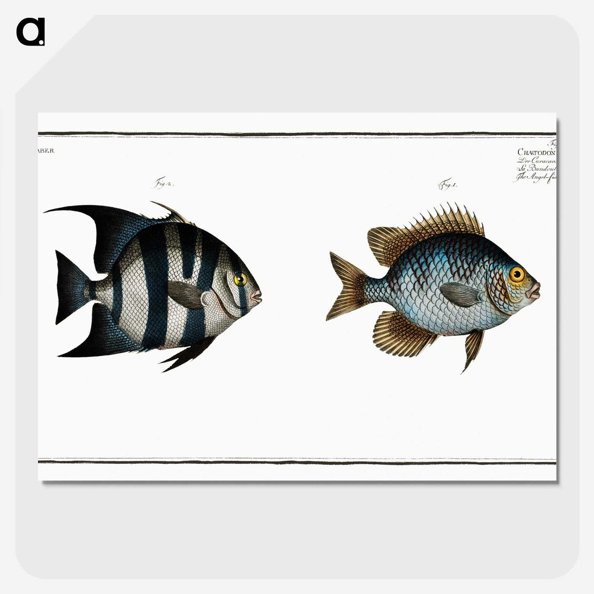 2-67_Ichtyologie-ou-Histoire-naturelle_picture-crop