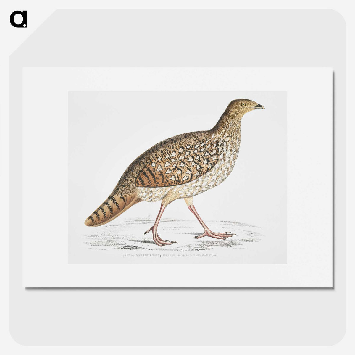 2-67_Indian-Zoology_picture