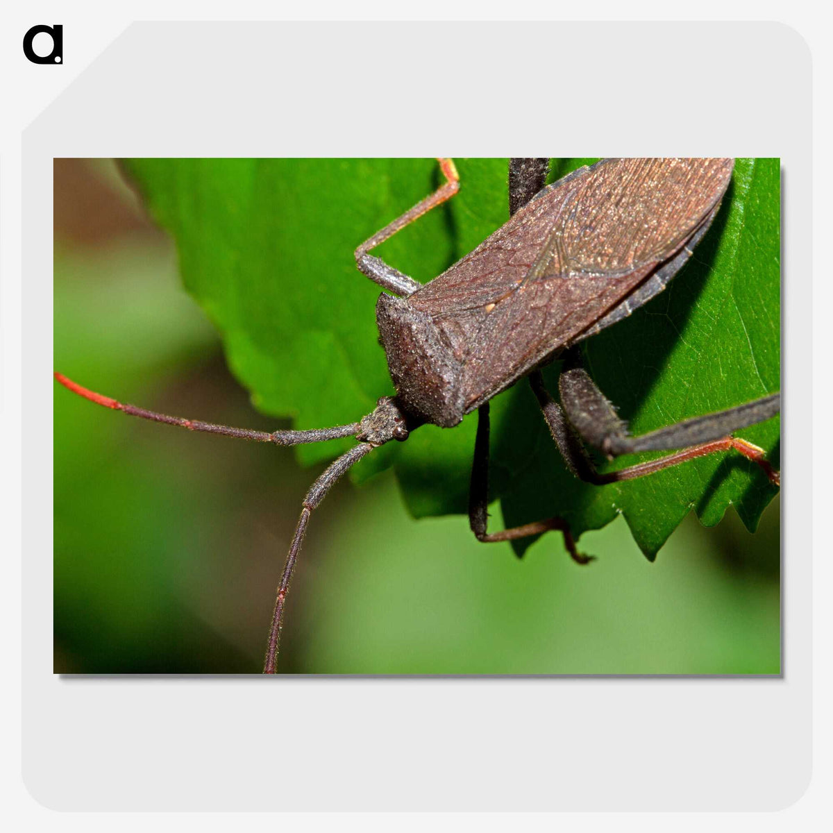 2-67_Insects-Unlocked-Project_picture-crop