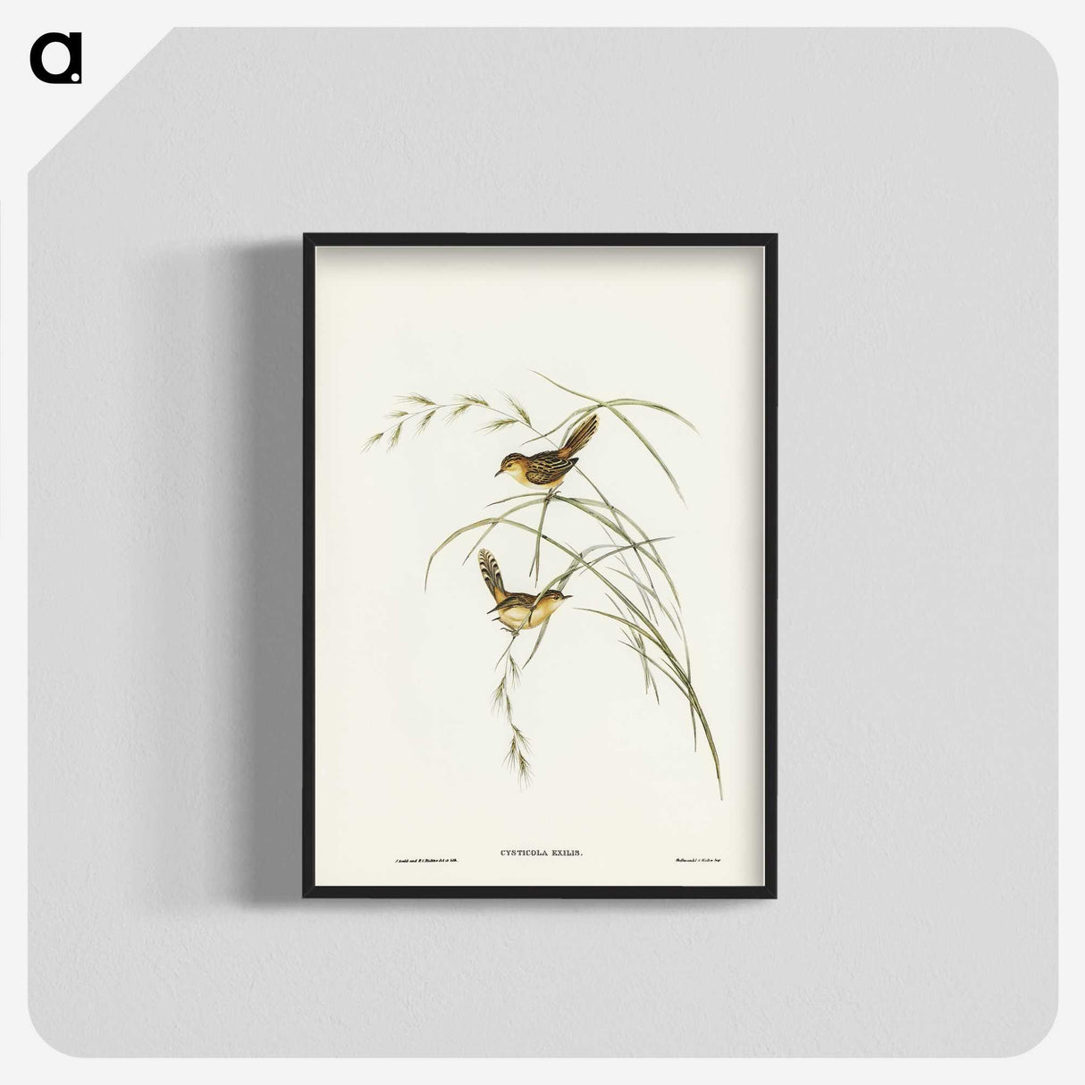 2-67_John-Gould_blk-crop
