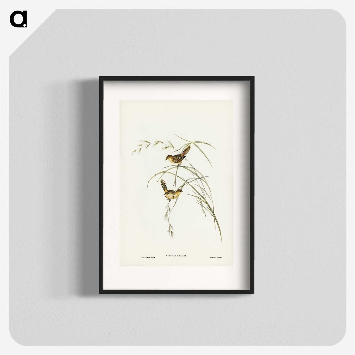 2-67_John-Gould_blk