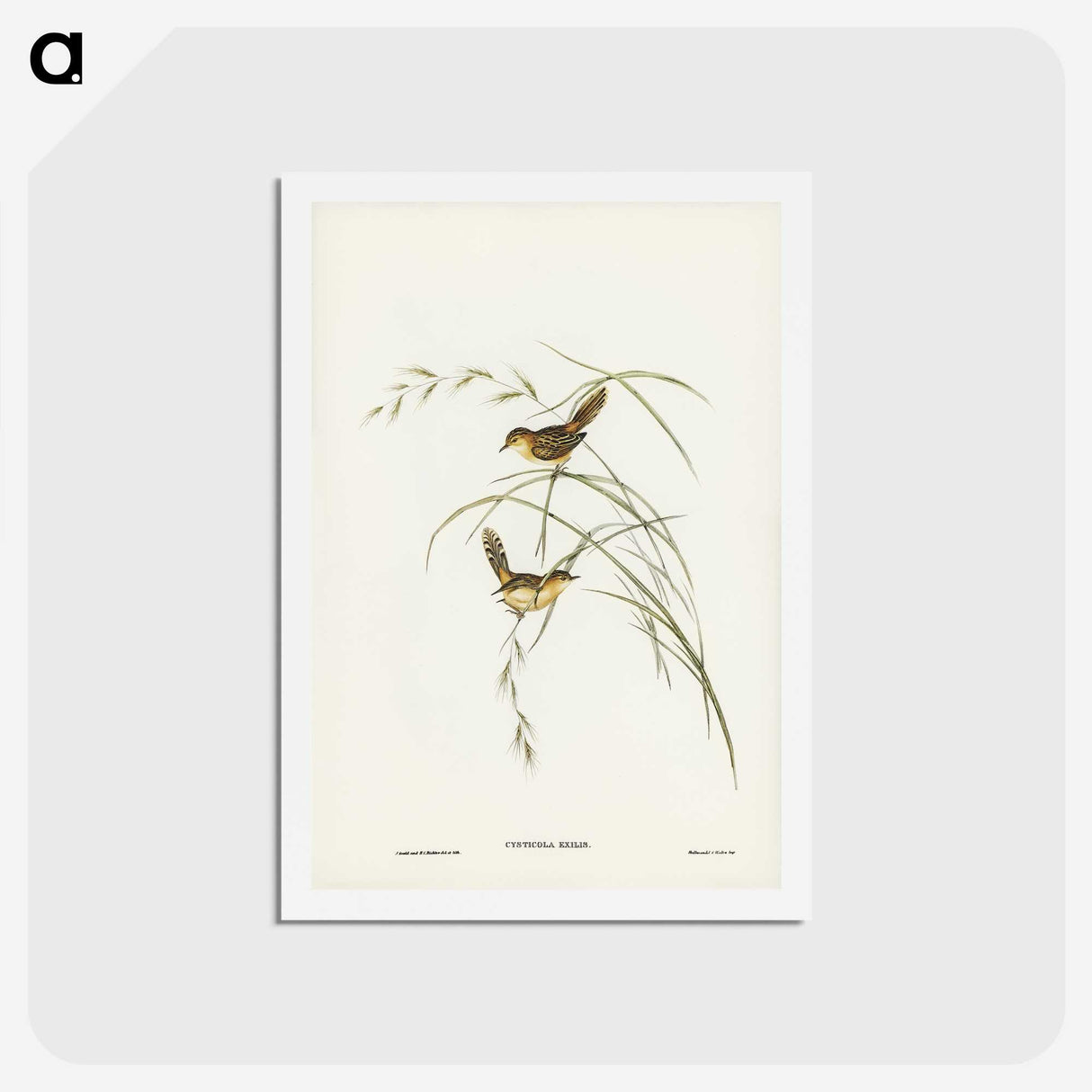 2-67_John-Gould_hagaki