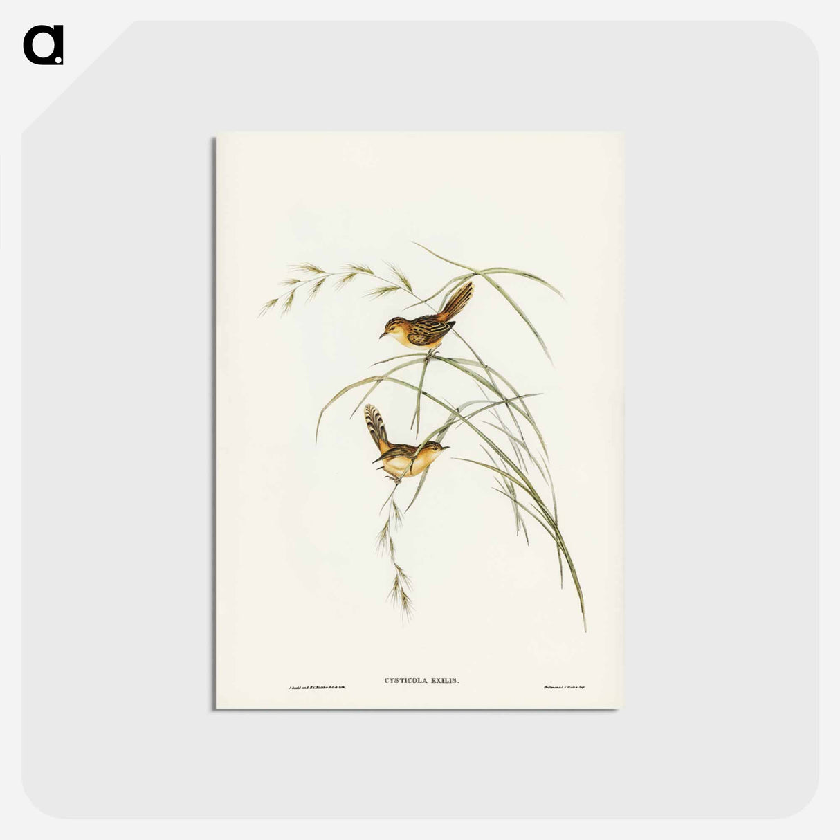 アートポストカード-Exile Warbler
- ジョン グールド Postcard.