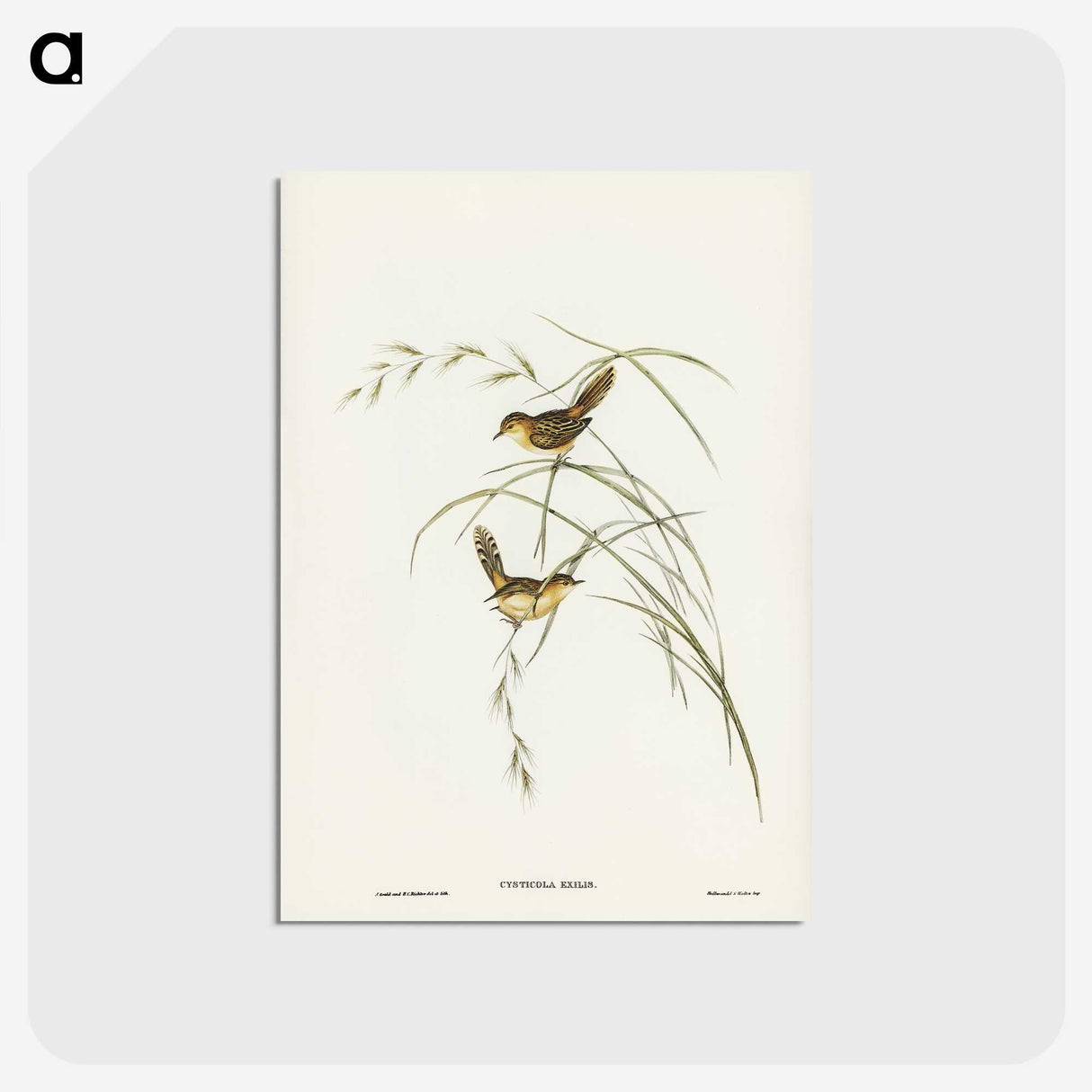 2-67_John-Gould_postcard