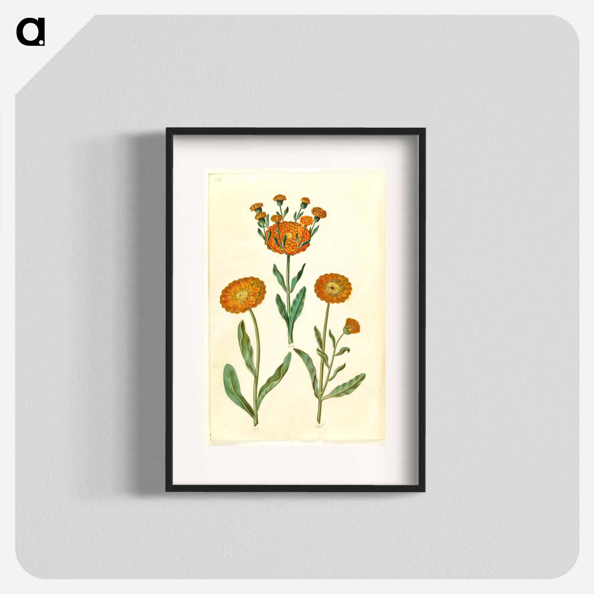 アートポスター-Calendula officinalis
- マリア ジビーラ メーリアン Poster.
