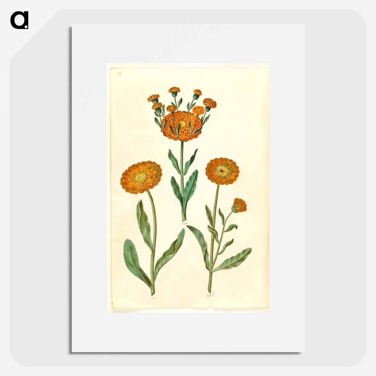 アートポスター-Calendula officinalis
- マリア ジビーラ メーリアン Poster.