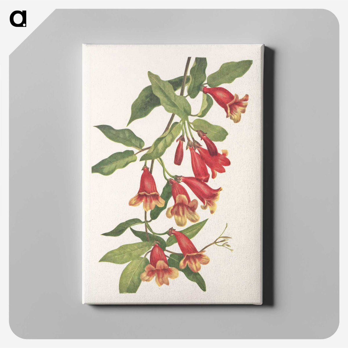 2-67_Mary-Vaux-Walcott_canvas