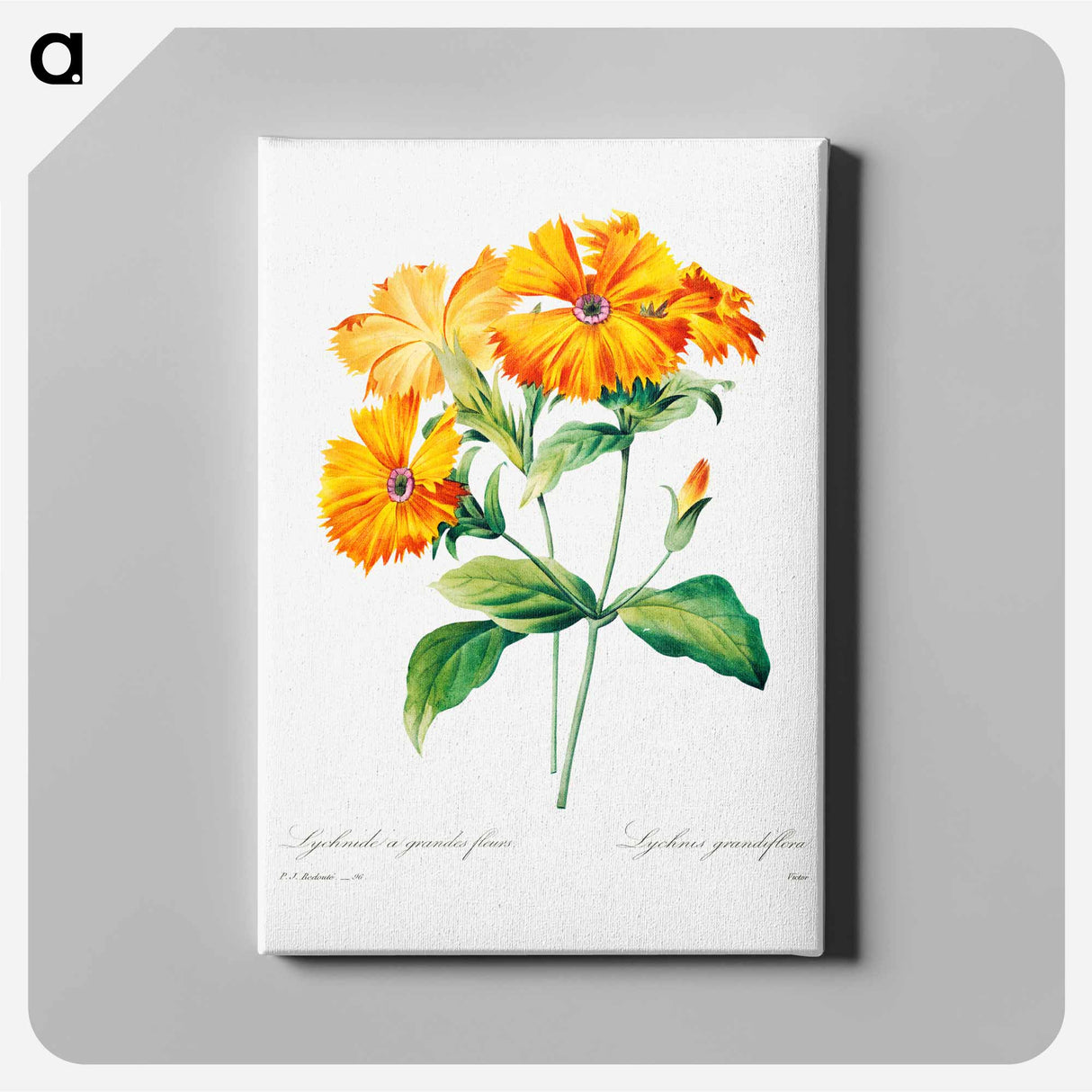 アートパネル-Lychnis grandiflora - ピエール ジョゼフ ルドゥーテ Canvas.