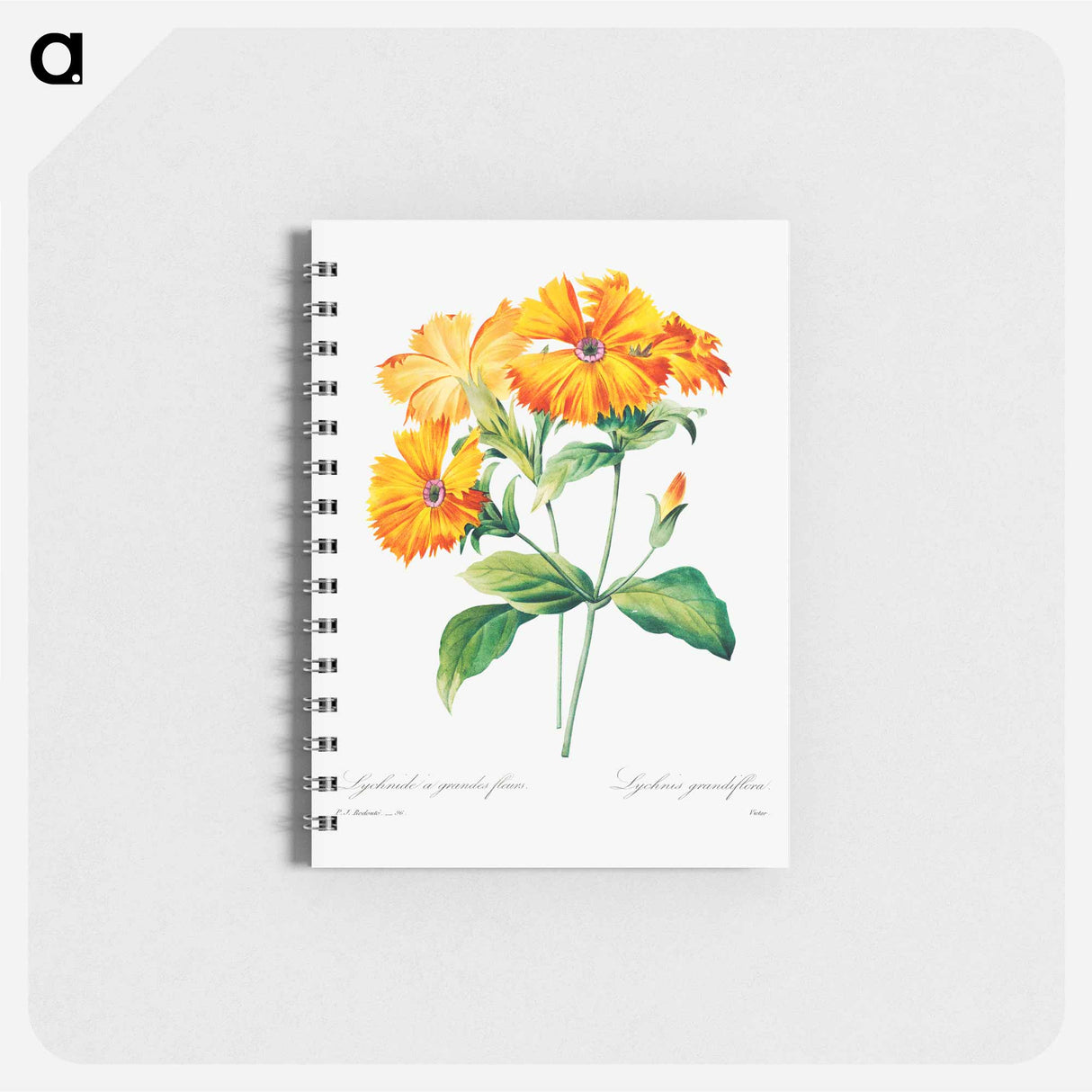 Lychnis grandiflora - ピエール ジョゼフ ルドゥーテ Memo.