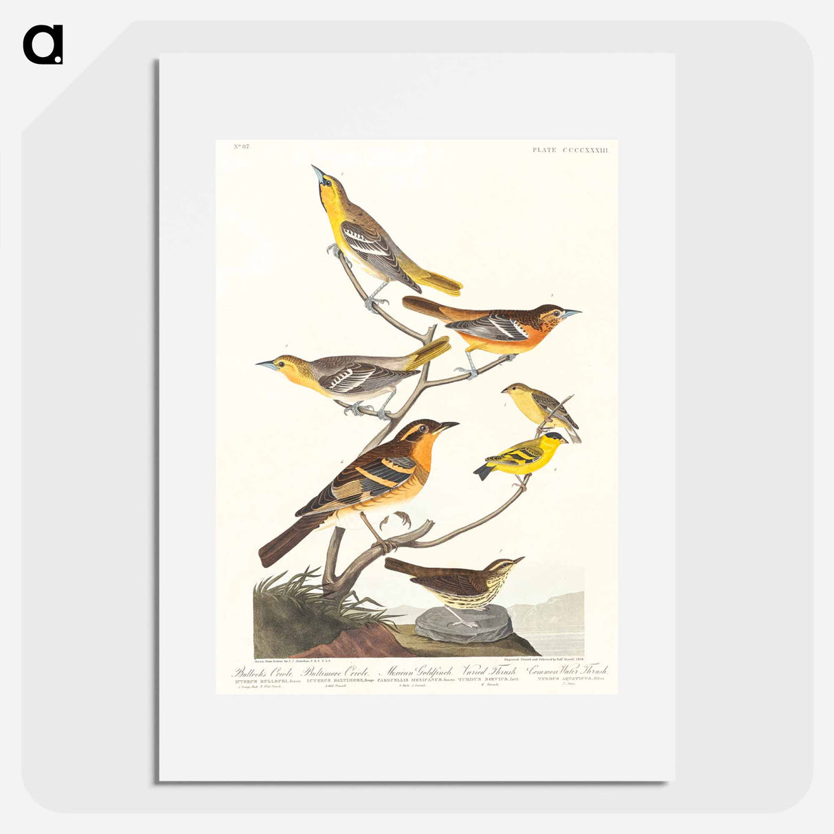 アートポスター-Birds of America
- アメリカの鳥たち Poster.