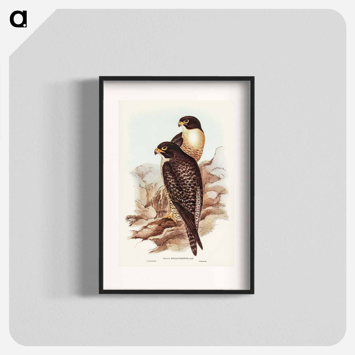 アートポスター-Black-cheeked Falcon
- オーストラリアの鳥 Poster.