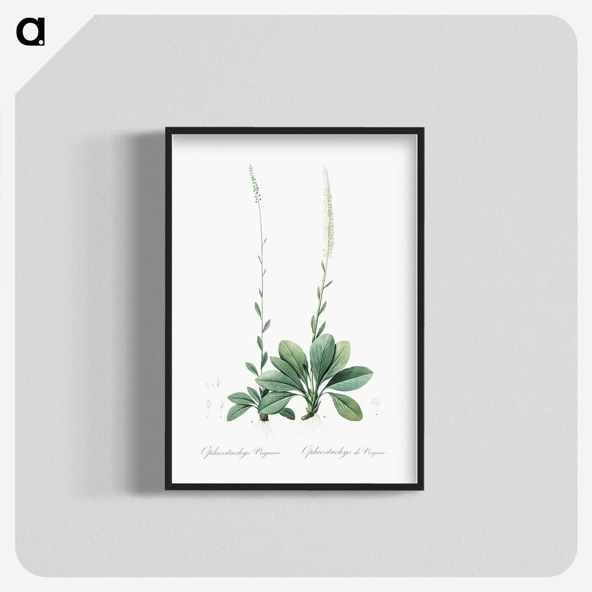 2-67_The-Lilies_blk-crop
